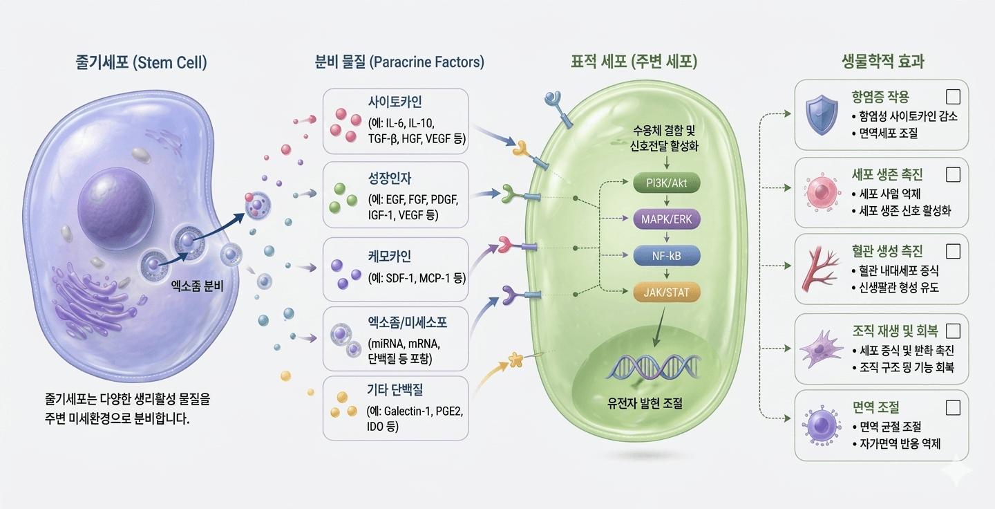 작용 메커니즘