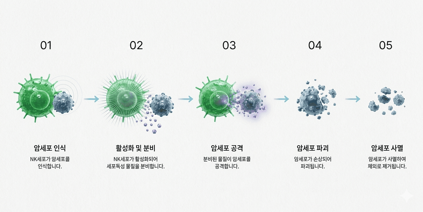 작용 메커니즘